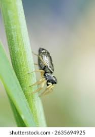 Attēlu rezultāti vaicājumam “Heliophanus sp.”