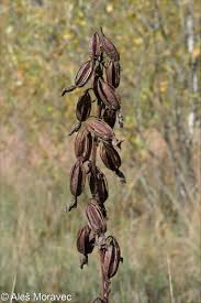 Attēlu rezultāti vaicājumam “Epipactis palustris flower”