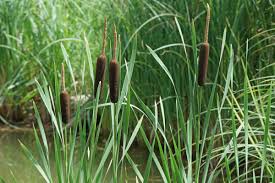 Attēlu rezultāti vaicājumam “Typha latifolia”