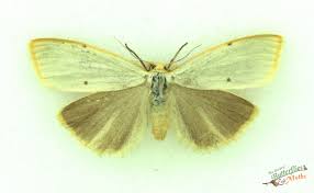 Attēlu rezultāti vaicājumam “Cybosia mesomella”