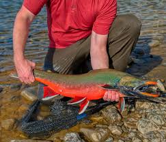 Image result for Salvelinus malma