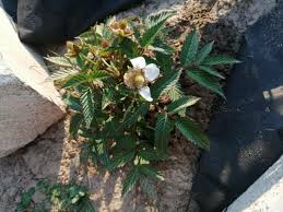 Attēlu rezultāti vaicājumam “Rubus illecebrosus fruit”