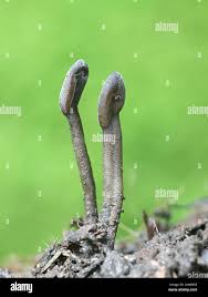 Attēlu rezultāti vaicājumam “Geoglossum sp.”