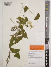 Attēlu rezultāti vaicājumam “Dipogon sp.”