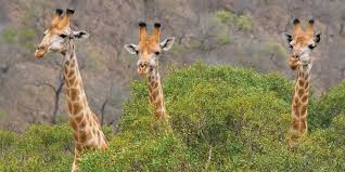 Image result for www.jw.org