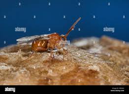 Attēlu rezultāti vaicājumam “Biorhiza pallida”