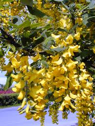 Attēlu rezultāti vaicājumam “Laburnum anagyroides”