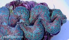 Image result for tridacna