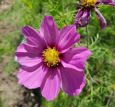 Image result for Schmuckkörbchen