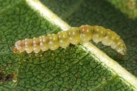 Attēlu rezultāti vaicājumam “Bucculatricidae”