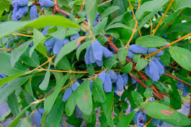 Attēlu rezultāti vaicājumam “Lonicera caerulea var. pallasii leaf”