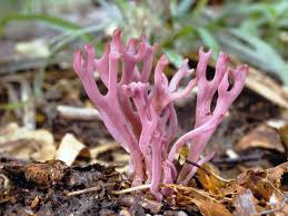 Attēlu rezultāti vaicājumam “Clavulina amethystina”