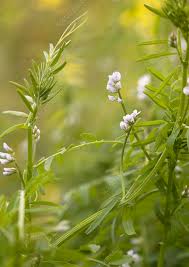 Attēlu rezultāti vaicājumam “Vicia hirsuta”