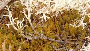 Attēlu rezultāti vaicājumam “Cladonia stygia”