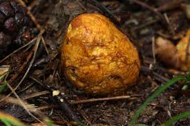 Attēlu rezultāti vaicājumam “Rhizopogon luteolus”