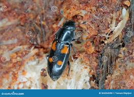 Attēlu rezultāti vaicājumam “Glischrochilus quadripunctatus”