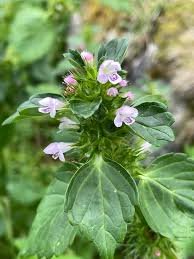 Attēlu rezultāti vaicājumam “Galeopsis tetrahit”