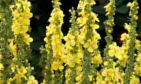Attēlu rezultāti vaicājumam “Verbascum”