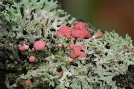 Attēlu rezultāti vaicājumam “Illosporiopsis christiansenii”