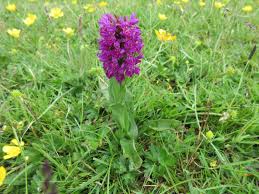 Attēlu rezultāti vaicājumam “Dactylorhiza ochroleuca bud”