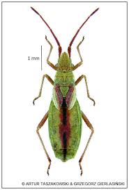 Attēlu rezultāti vaicājumam “Myrmus miriformis”