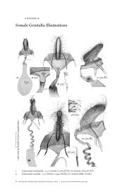 Attēlu rezultāti vaicājumam “Semioscopis oculella”