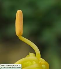 Attēlu rezultāti vaicājumam “Tropaeolum majus bud”