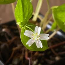 Attēlu rezultāti vaicājumam “Claytonia sibirica flower”