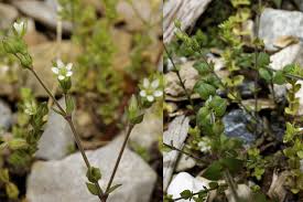 Attēlu rezultāti vaicājumam “Arenaria serpyllifolia flower”