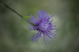 Attēlu rezultāti vaicājumam “Centaurea jacea flower”