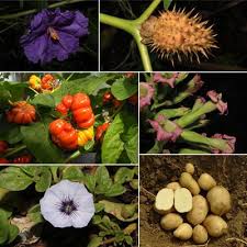 Attēlu rezultāti vaicājumam “Solanaceae”