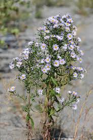 Attēlu rezultāti vaicājumam “Symphyotrichum x salignum”