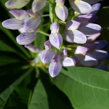 Attēlu rezultāti vaicājumam “Lupinus polyphyllus fruit”