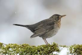 Attēlu rezultāti vaicājumam “Turdus merula female”