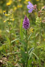 Attēlu rezultāti vaicājumam “Dactylorhiza fuchsii flower”