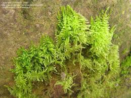 Attēlu rezultāti vaicājumam “Eurhynchium praelongum”