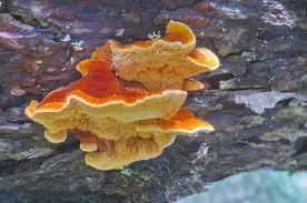 Attēlu rezultāti vaicājumam “Pycnoporellus fulgens”