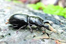 Attēlu rezultāti vaicājumam “Ceruchus chrysomelinus larva”