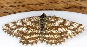 Attēlu rezultāti vaicājumam “Ematurga atomaria male”