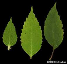 Attēlu rezultāti vaicājumam “Galeopsis tetrahit leaf”