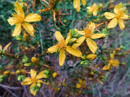 Image result for Hypericum perforatum