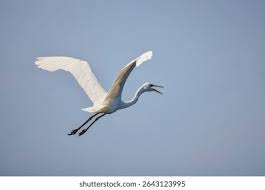 Attēlu rezultāti vaicājumam “Egretta alba”