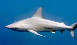 Image result for Negaprion acutidens