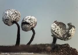 Attēlu rezultāti vaicājumam “Didymium nigripes”