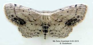 Attēlu rezultāti vaicājumam “Idaea dimidiata”