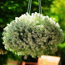 Image result for Alyssum diffusum