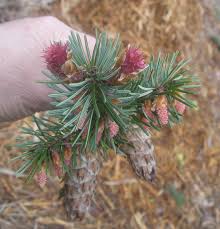 Attēlu rezultāti vaicājumam “Pseudotsuga menziesii fruit”