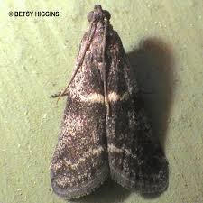 Attēlu rezultāti vaicājumam “Apomyelois bistriatella”