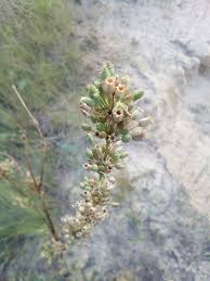 Attēlu rezultāti vaicājumam “Silene tatarica bud”