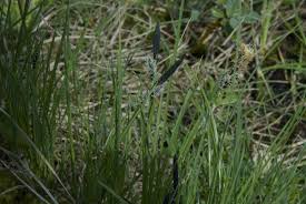 Attēlu rezultāti vaicājumam “Carex ericetorum”